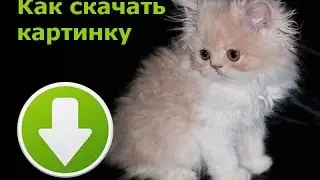 Как скачать картинку или фото. Как найти скачанный файл в компьютере