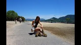Rabbit Island in Japan : bunnies everywhere !! ( Okunoshima )