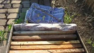 Почему матка сеет 2-3 яйца в одну ячейку?