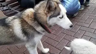 ХАСКИ.АННА С СОБАЧКОЙ.