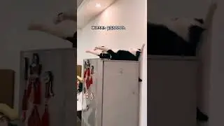 Кот. Котики. Без кота и жизнь не та. Нейросеть.