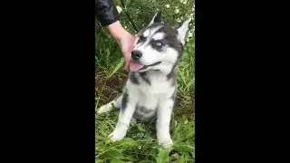 Хаски 2 месяца -ПОДАЧА !!!!! Охота с хаски миф или нет.Продажа  щенков