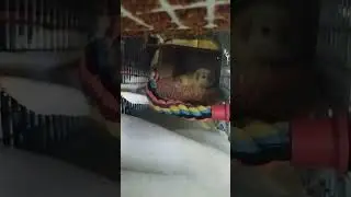 Кошки-мышки/мурочки спят🐀🐈‍⬛#моилюбимки #листиккексикмишутка #шаи#животные #котики #крысы #rats