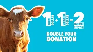 Give today and double your impact for animals used in rodeo