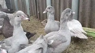 Мускусные утки