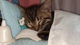 Котенок уснул в кроватке барби. Милота!  Kitten sleeps in tiny bed!
