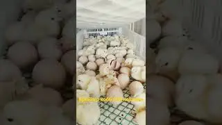бройлер кобб 500 Испания