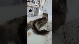 😺😺😺 