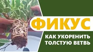 ФИКУС: размножение воздушной отводкой. Как укоренить толстую ветку / ствол