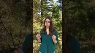 Песня зяблика. Одной из самых обычных певчих птиц Европы.