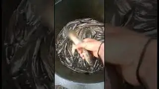 Gabus rawa kocolan edisi kekeringan