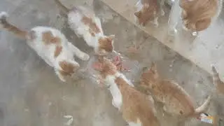 Good luck cat Lebanon
