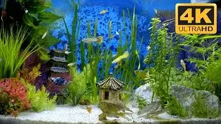 High Resolution Aquarium Video