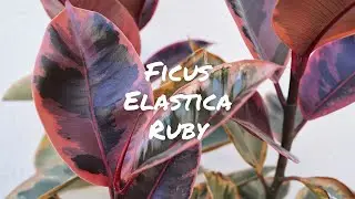 More PINK and COLORFUL Ficus Elastica Ruby Tips
