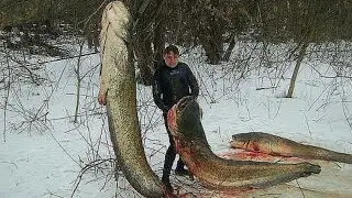You will be surprised to see such a big fish!