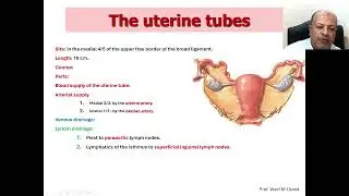 06 Female Reproductive organs