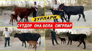 СУТДОР ОНА БОЛА СИГРЛАР АЗВМАТ ОГА  7-ОКТАБРЬ