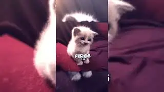 PRESET ALIGHT MOTION DJ LEMBU DAH BELI DAH BELAH TRAND TIKTOK