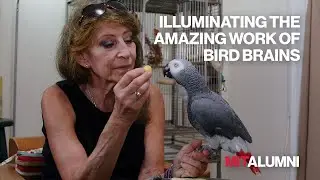 Illuminating the Amazing Work of Bird Brains