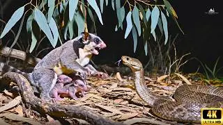 Sugar Glider Survival Story: 121 Days Facing Deadly Predator Attacks