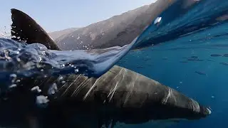Great White Shark fins Left, Right and Center