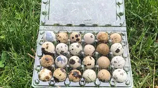 Balut: One of the most profitable ways to sell your quail eggs!!! Quail for Profit by Myshire Farm