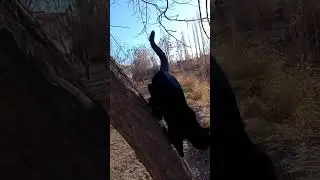 ЧОРНИ КОШКА