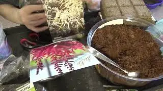 КАК СОХРАНИТЬ АСТИЛЬБЫ, купленные сейчас в магазине, до высадки в грунт