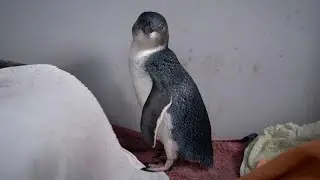 Penguin Awareness Day 🐧