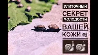 КАК ПРОДЛИТЬ МОЛОДОСТЬ ВАШЕЙ КОЖИ |  УЛИТОЧНЫЙ МУЦИН | ОБЗОР КОРЕЙСОЙ КОСМЕТИКИ |