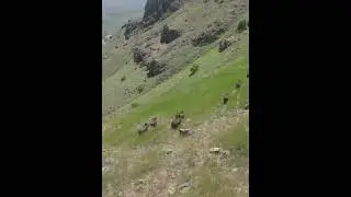 Kürecik Dağlarında Domuz Sürüsü  Görüldü