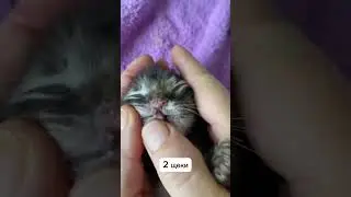 Энди 1 мес.  Аномальный котенок
