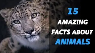 Amazing Facts About Animals | Facts About Animals