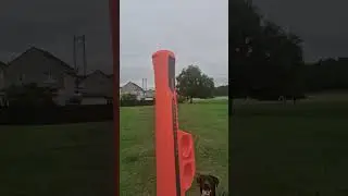 dogs and balls