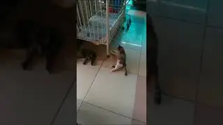 Выгульник для кошек. Приют Котопес г.Челябинск