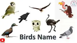 Birds Name | Birds Name in English | Basic English Learning | Birds and their sounds