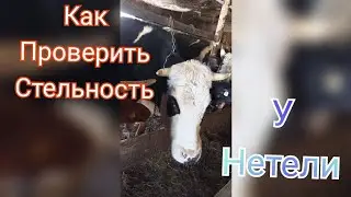 ПРОВЕРЯЕМ СТЕЛЬНОСТЬ У НЕТЕЛИ// НАШИ МЕТОДЫ