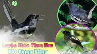 Luyện chòe Than Học Giọng Già Rừng | Chòe Than Hót Giọng Rừng