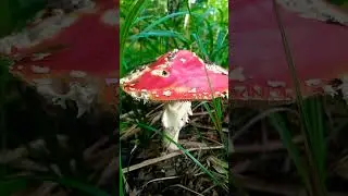 #shorts #nature #красота #радость #лето #природа #сказка