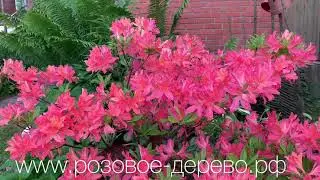 Цветение рододендрона Японского( правильная посадка и подкормка) Подмосковные Рододендроны!!!