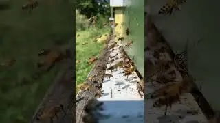 Dancing Bees 🐝 