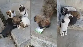 Memories with Brown Stray pup/eats raw chicken feet/whole wheat bread with black chickpea curry 