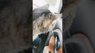 Microchip Saves Our Cat