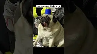 Шифа на ютубе и в жизни #шифа #собака #pug #мопсы #мопс