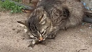 Поймали рыбок и кормим котов 