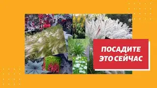 Что можно посеять в марте? Посев цветов