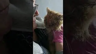 Рыжий кот Кекс. Лечение. #помощьбездомнымживотным