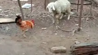 Битва петуха и барана.  Ҷанги хурӯс ва қӯчқор