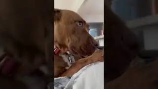 Pt. 2: Filing complaints that Mommy wasn’t home… Vicious Pitbull submits it to owner!