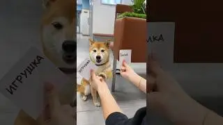 Что выберет Фиона?